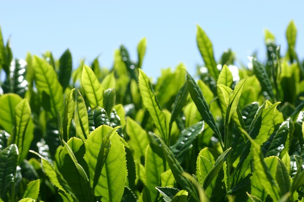 青空の元に茶畑